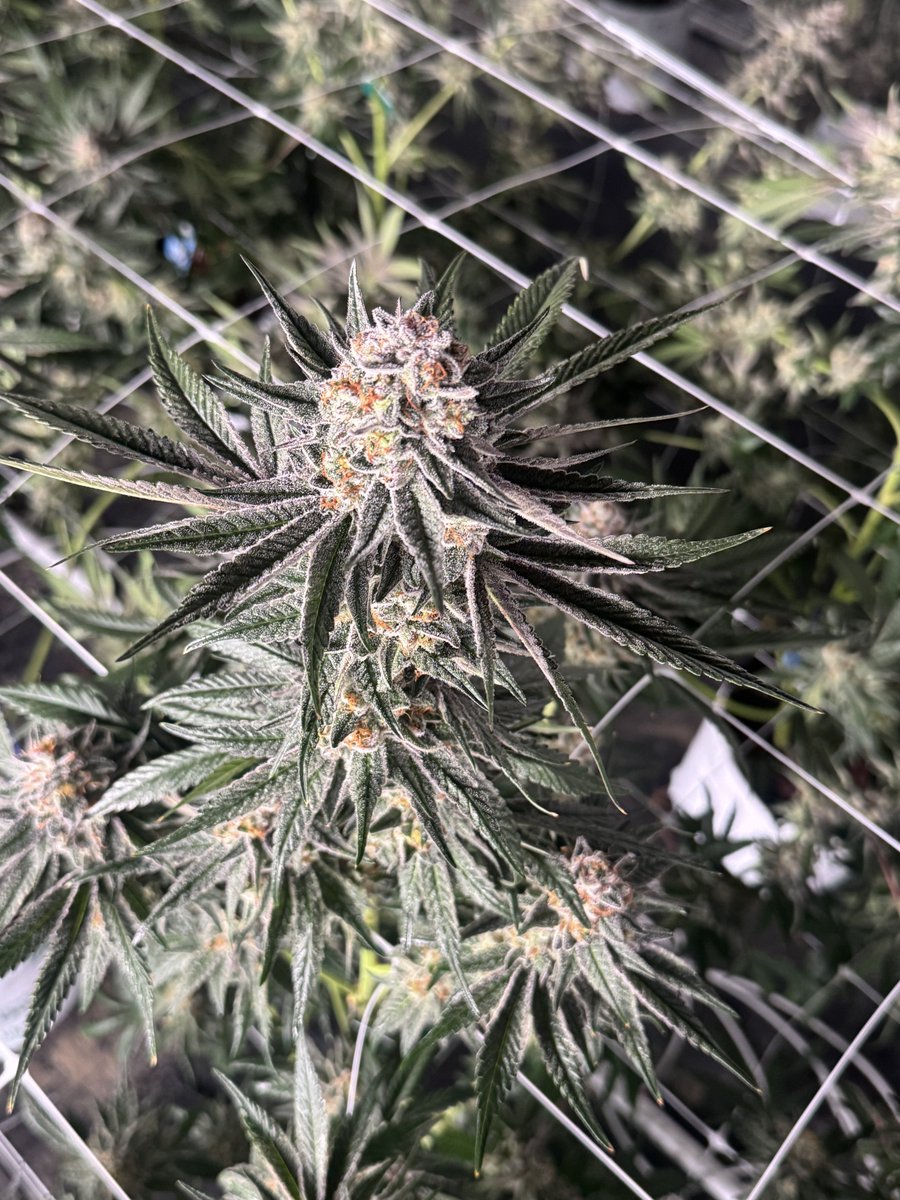 _CodeineCowboy's tweet image. Before you sell it dirt cheap, ask yourself why you working for free.