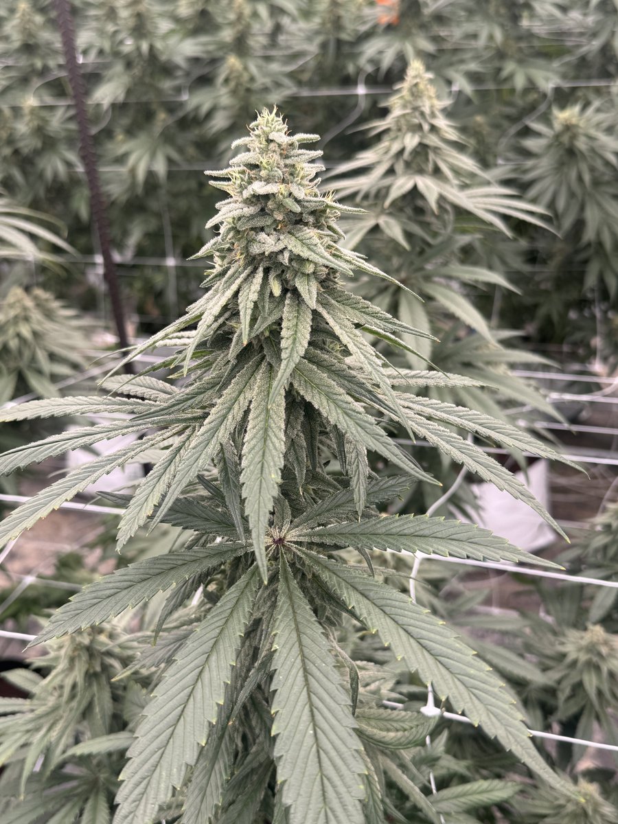 _CodeineCowboy's tweet image. Before you sell it dirt cheap, ask yourself why you working for free.