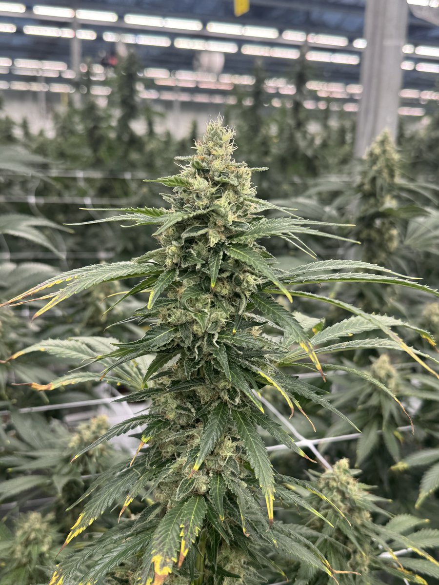 _CodeineCowboy's tweet image. Before you sell it dirt cheap, ask yourself why you working for free.