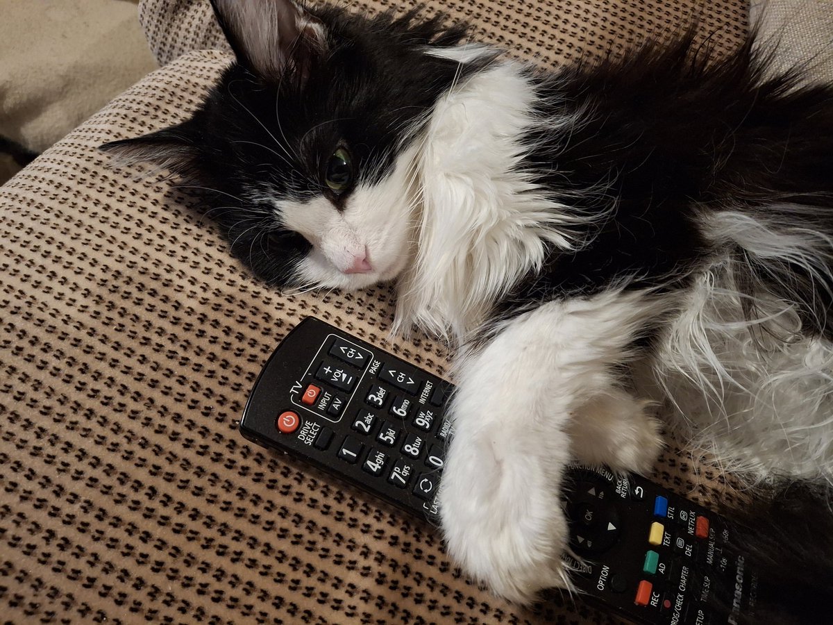 Poppy Tuxedo, Smokey and Foxy tweet media