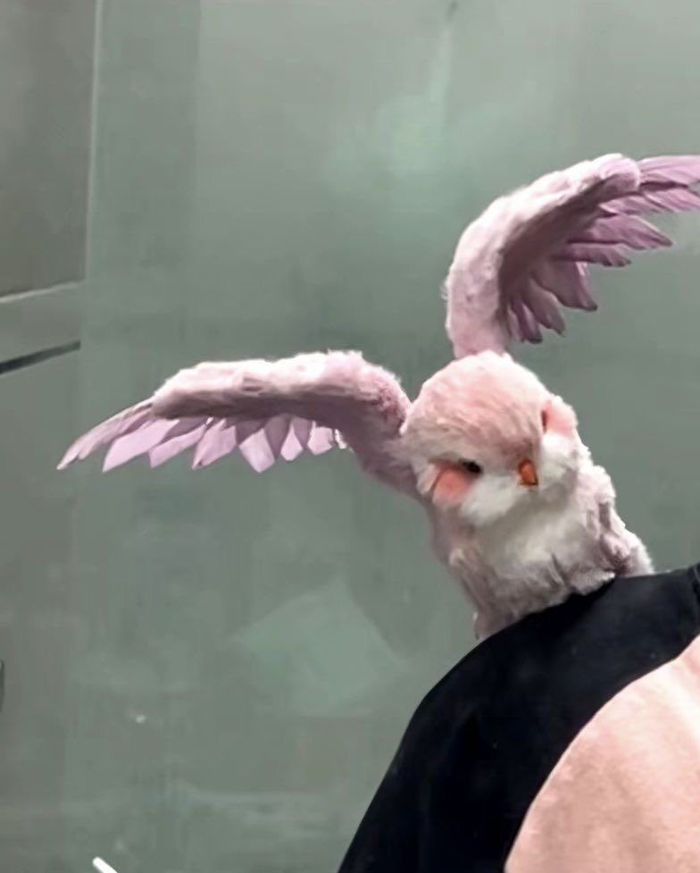 fairyprxncess's tweet image. cutie