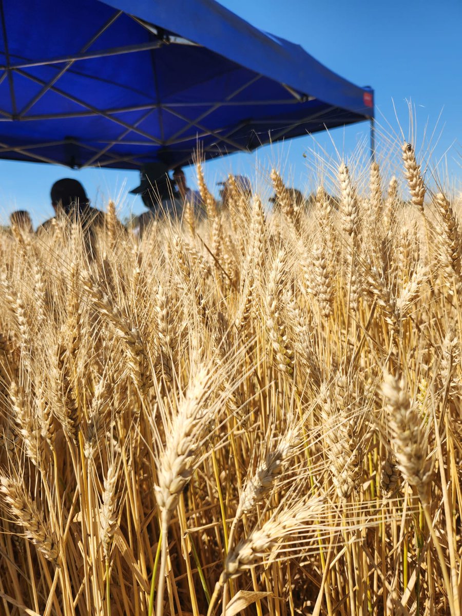 Neogen Semillas tweet media