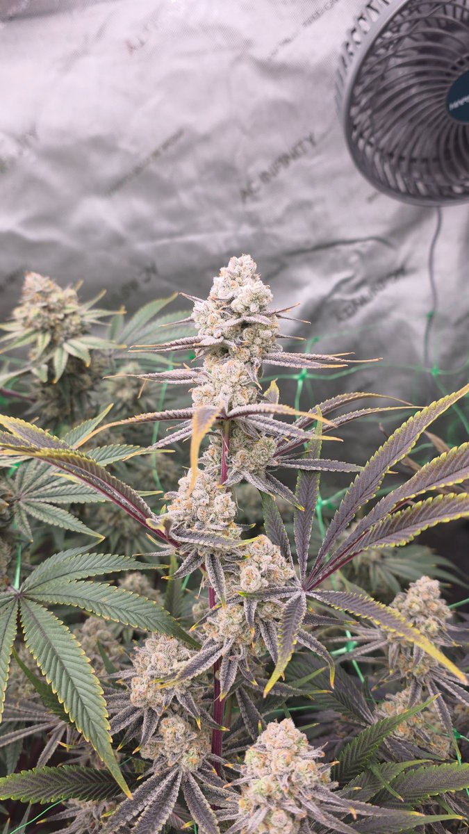 SaskGrown's tweet photo. Sugar Cane grown on the 8th cycle within the no till bed. #cannabis #organic https://t.co/ubki7gL9Zf