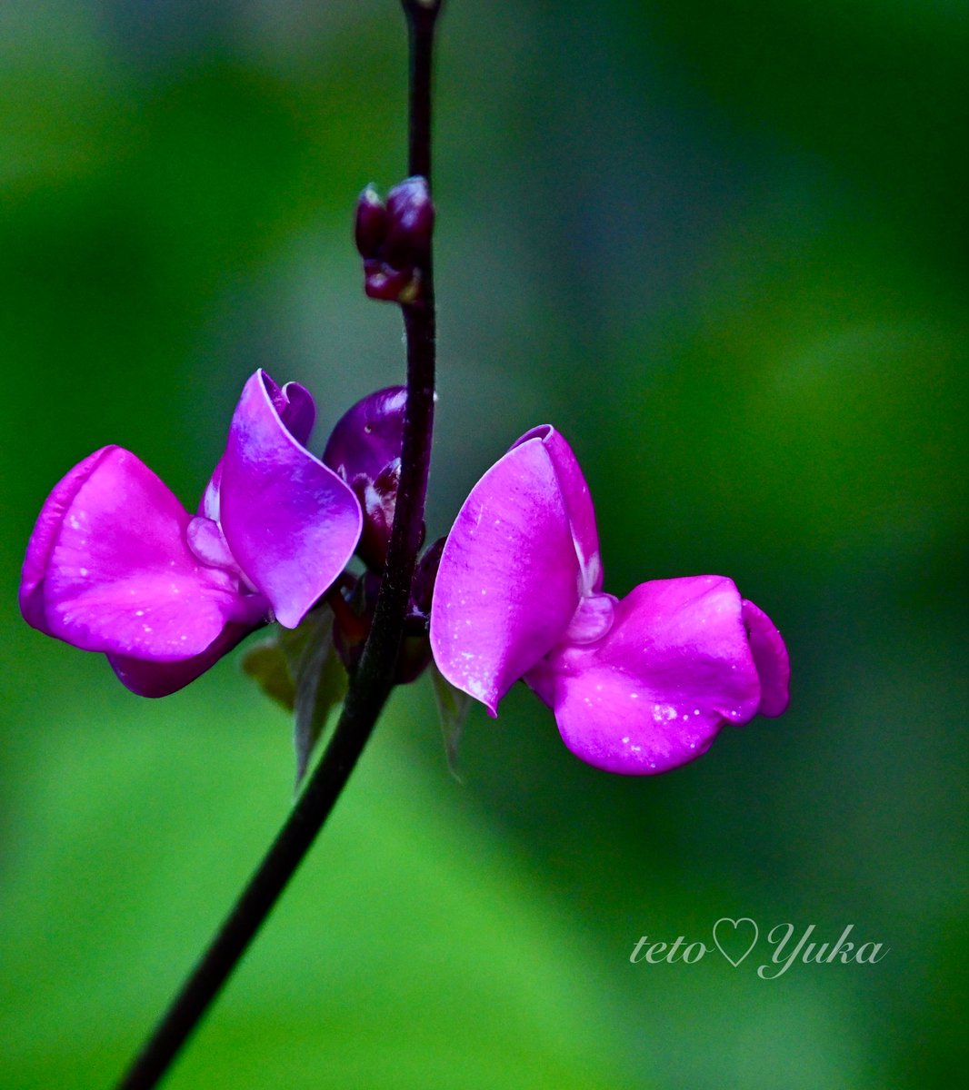 Nature Plants_hana_ Community on X - 300 Members