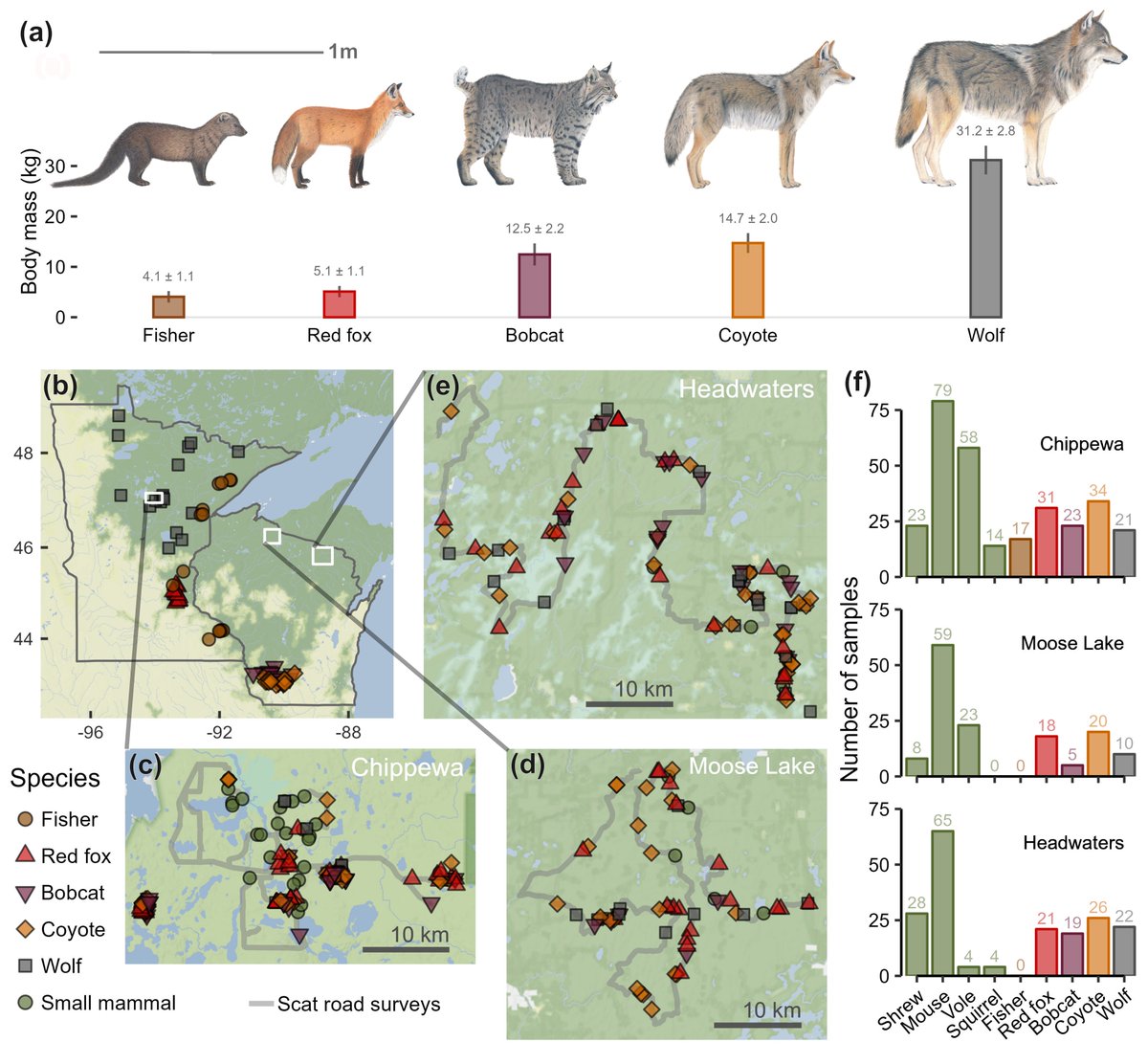 ryanbstephens's tweet image. Out in @Ecology_Letters! We assessed the effectiveness of #carnivores as secondary dispersers of mycorrhizal #fungi. Larger carnivores deposited fewer spores but moved them farther, creating a continuum between the quantity &amp;amp; quality aspects of dispersal.
onlinelibrary.wiley.com/doi/10.1111/el…