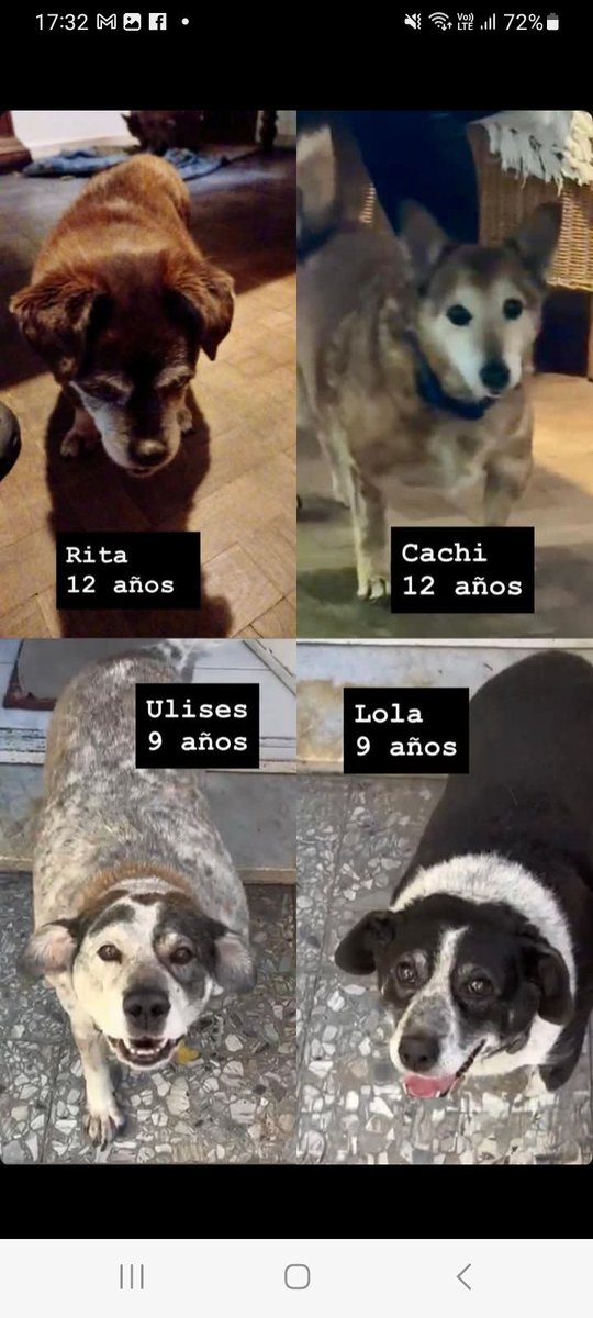 ComoNoAdorarlos's tweet photo. Urgente🆘️🥺🙏 ESTOS 4 VIEJITOS RITA, CACHI, ULISES y LOLA NECESITAN UN LUGAR HOY❗️su tutora enfermó mal y su hija vuelve al exterior Contacto 📱 1137955009
https://t.co/1qrcGUBzZS
BS AS https://t.co/3z385lYzQl