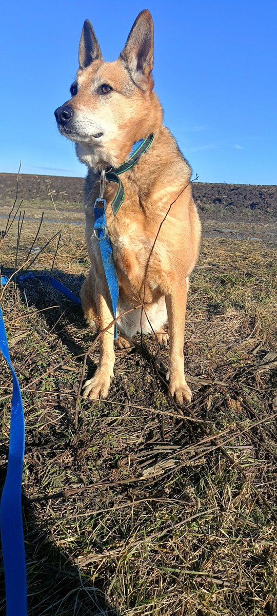 Alisa szuka domu gdzie nie będzie poganiana,gdzie ktoś pozwoli jej odnaleźć siebie we własnym tempie. To sunia dla kogoś kto wie,że miłość do🐕to nie tylko spacery i zabawy,ale też ciche chwile wspierania i patrzenia jak strach zamienia się w radość❣️Dogaduje się z samcami