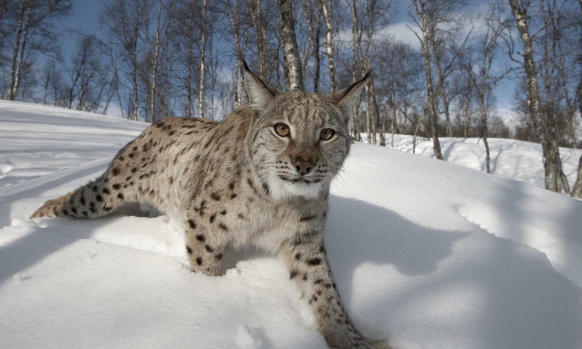 RewildScotland's tweet photo. All I want for Christmas is landscape-scale habitat restoration with community and science led species reintroduction such as lynx to Scotland. 🏴󠁧󠁢󠁳󠁣󠁴󠁿🌳❤️ Support @ScotlandTBP https://t.co/iHX4hMp7SY