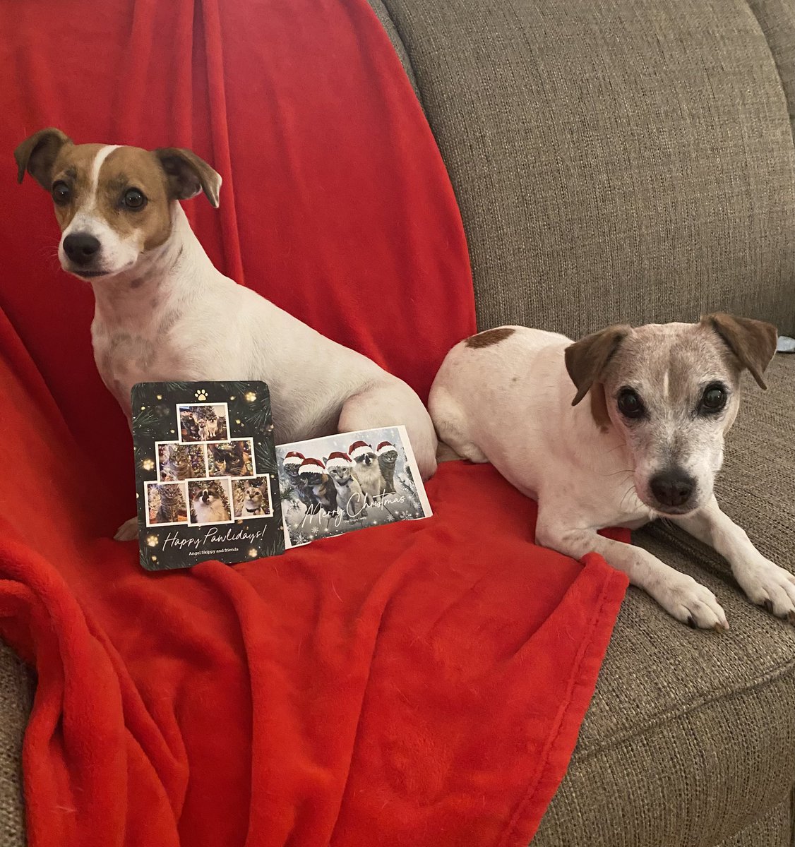 BelleLBear's tweet image. #PupMail📬💌#Christmas 🎅#dogs #dogsoftwitter #zshq #dogsofX #BabyBea ⛄️❤️📬#Thursday ❄️#LittleBear 💚🎄
Have you seen any more festive five kitties than Badger, Kevy, Sunny, Basil &amp;amp; Mikey? Love the card &amp;amp; picture, &amp;amp; YOU! 💒💌📬🎄⛄️❤️🎅❄️