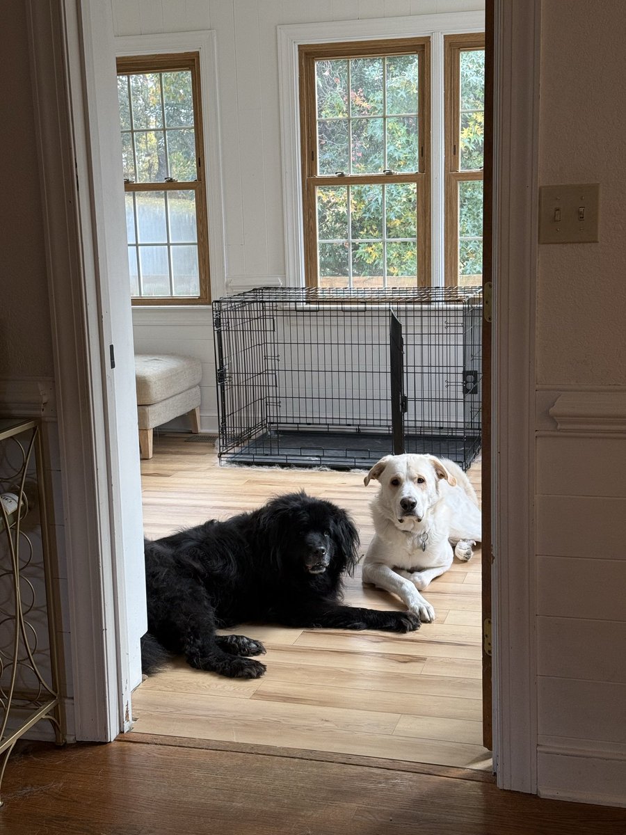 heyhaleytay's tweet photo. Any pet brands looking for UGC?? I have to say I have the cutest pups 🤭🤭

#ugc #UGCcreator #ugccommunity #ugcpets https://t.co/Zh03bvaHMr
