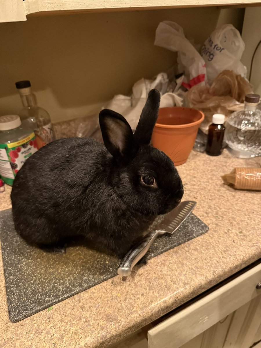 mango_teeth's tweet image. Knife bun