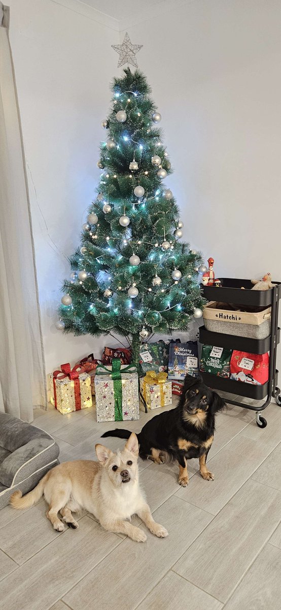 xSeniMJ's tweet image. 🎄How It Started VS How it's Going 🎁 

Still a few things missing, but we're almost ready for Christmas🐾

Hope you're all having a wonderful Thursday 💜
