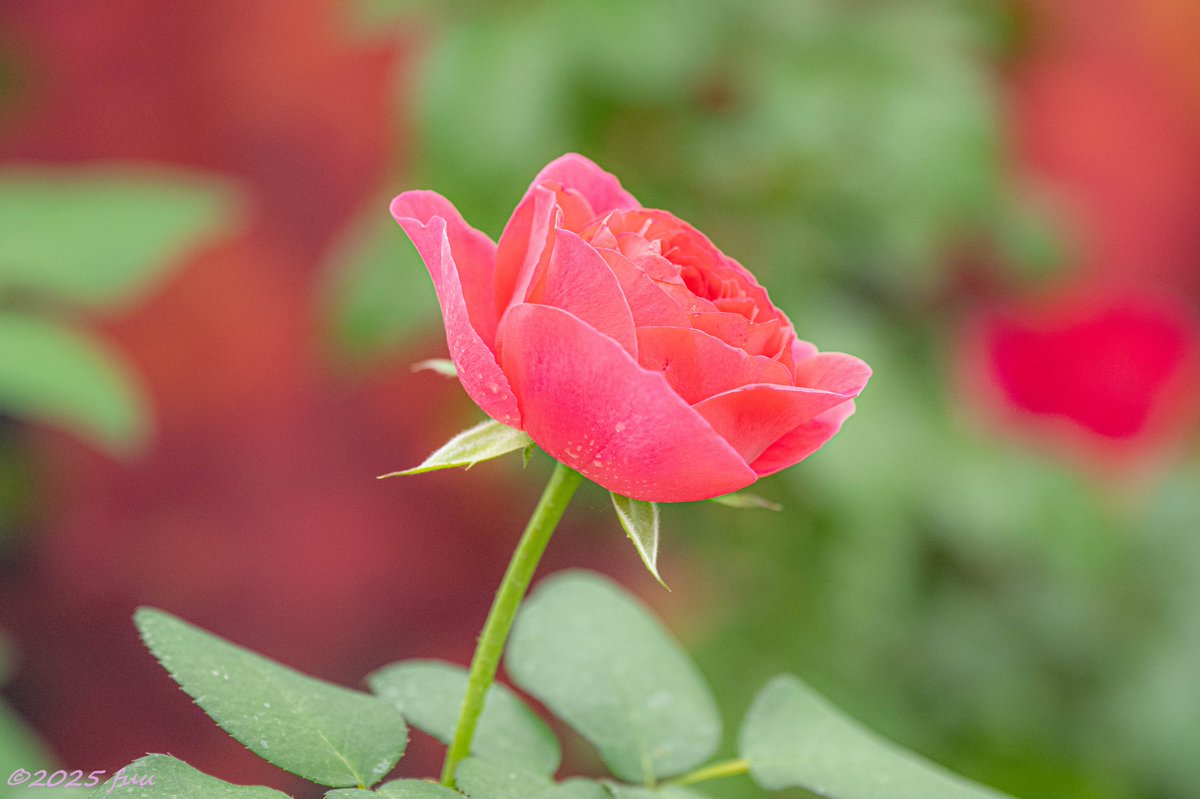 𖤣𖥧𖥣𖡡𖥧𖤣 ふう ꕤ୭ (@fuu_2021_) / Posts / X