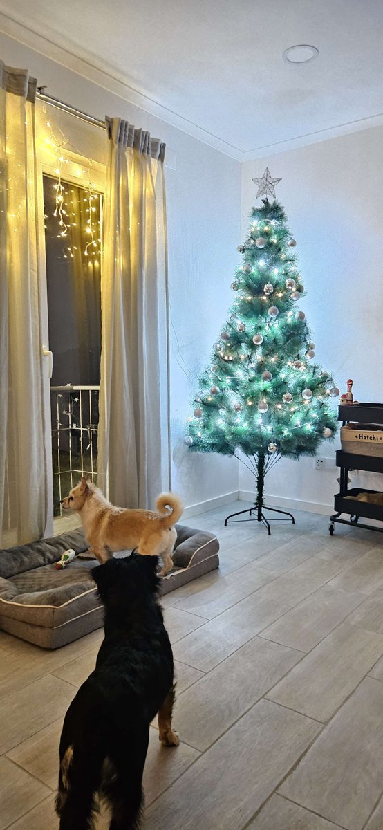 xSeniMJ's tweet image. 🎄How It Started VS How it's Going 🎁 

Still a few things missing, but we're almost ready for Christmas🐾

Hope you're all having a wonderful Thursday 💜