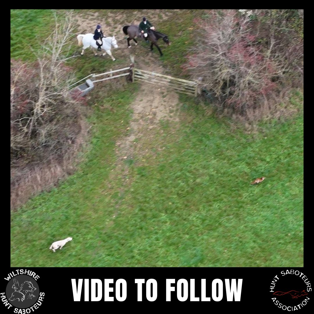 HuntSabs's tweet photo. 𝑨𝑵𝑶𝑻𝑯𝑬𝑹 𝑯𝑼𝑵𝑻 𝑪𝑨𝑼𝑮𝑯𝑻 𝑯𝑼𝑵𝑻𝑰𝑵𝑮 𝑨 𝑭𝑶𝑿. 

Tomorrow we will release the video of this terrified fox being hunted for several minutes - all as hunt staff and riders watch the entire grisly spectacle and doing nothing to call them off.  

Filmed at the Duke of Beaufort Hunt today by @WiltsHuntSabs. 

Watch this space 👀