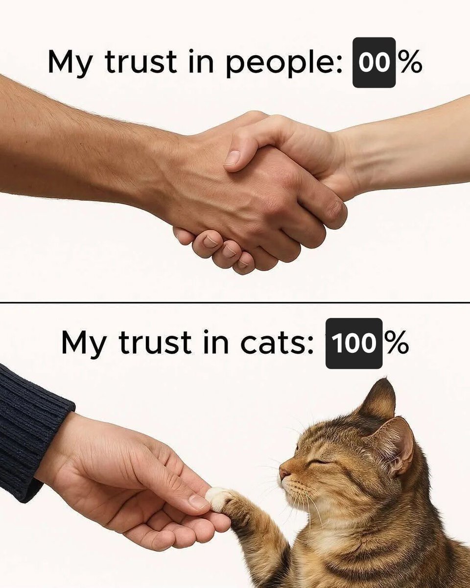 ShouldHaveCat's tweet image. 