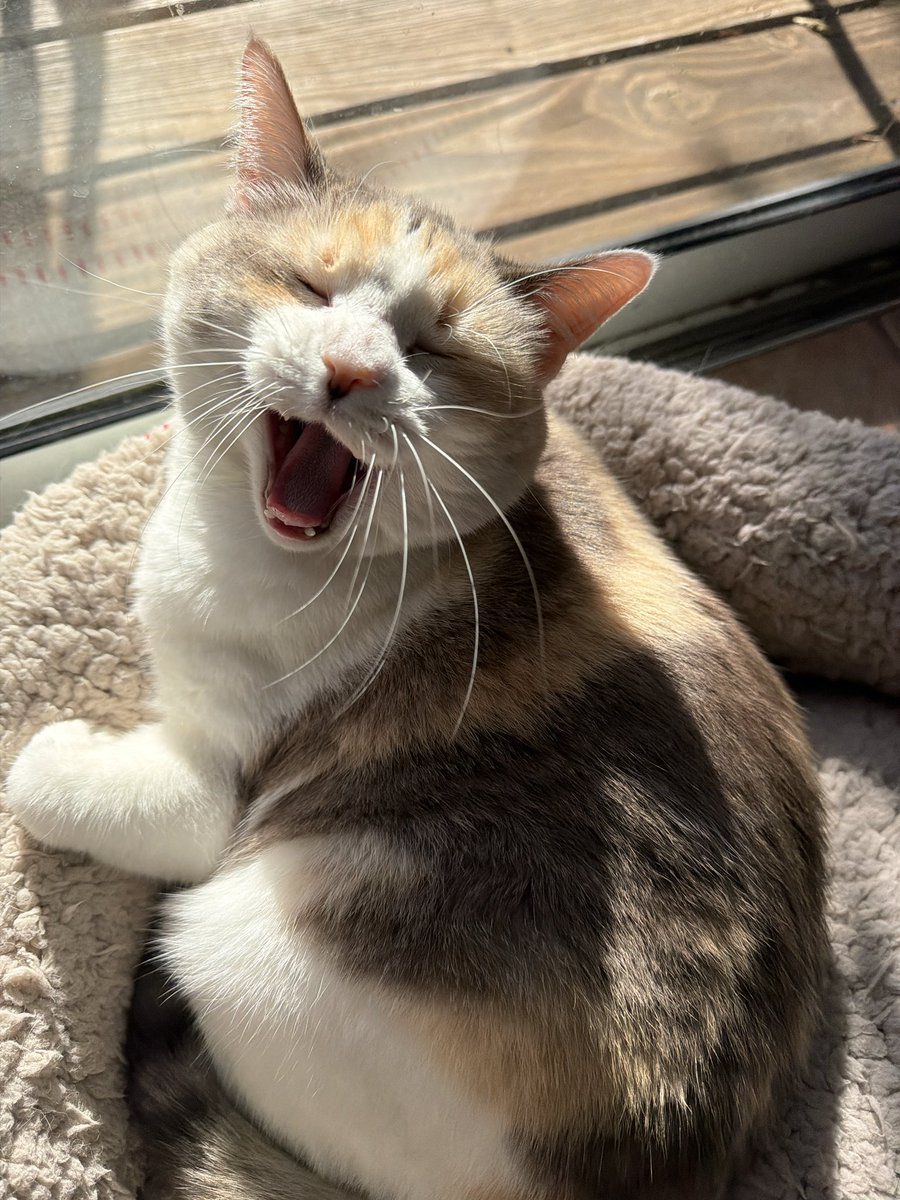 fatfatpankocat's tweet image. Yawning like she works a 9-5