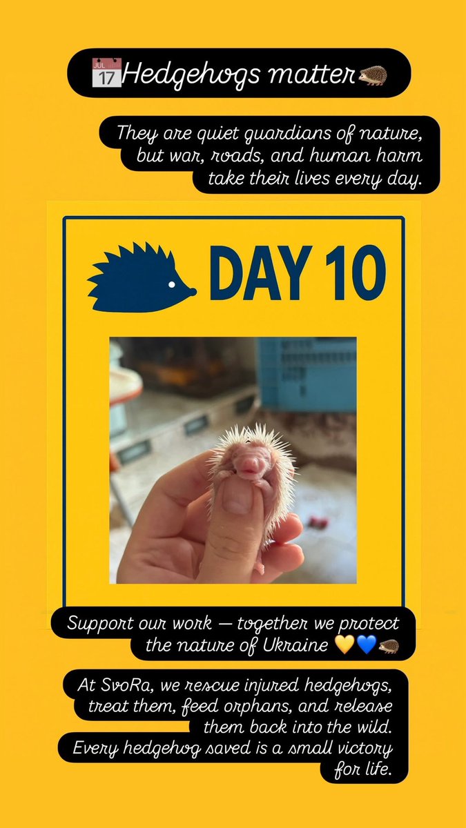 Advent calendar 📅
Please read and animals help ✨