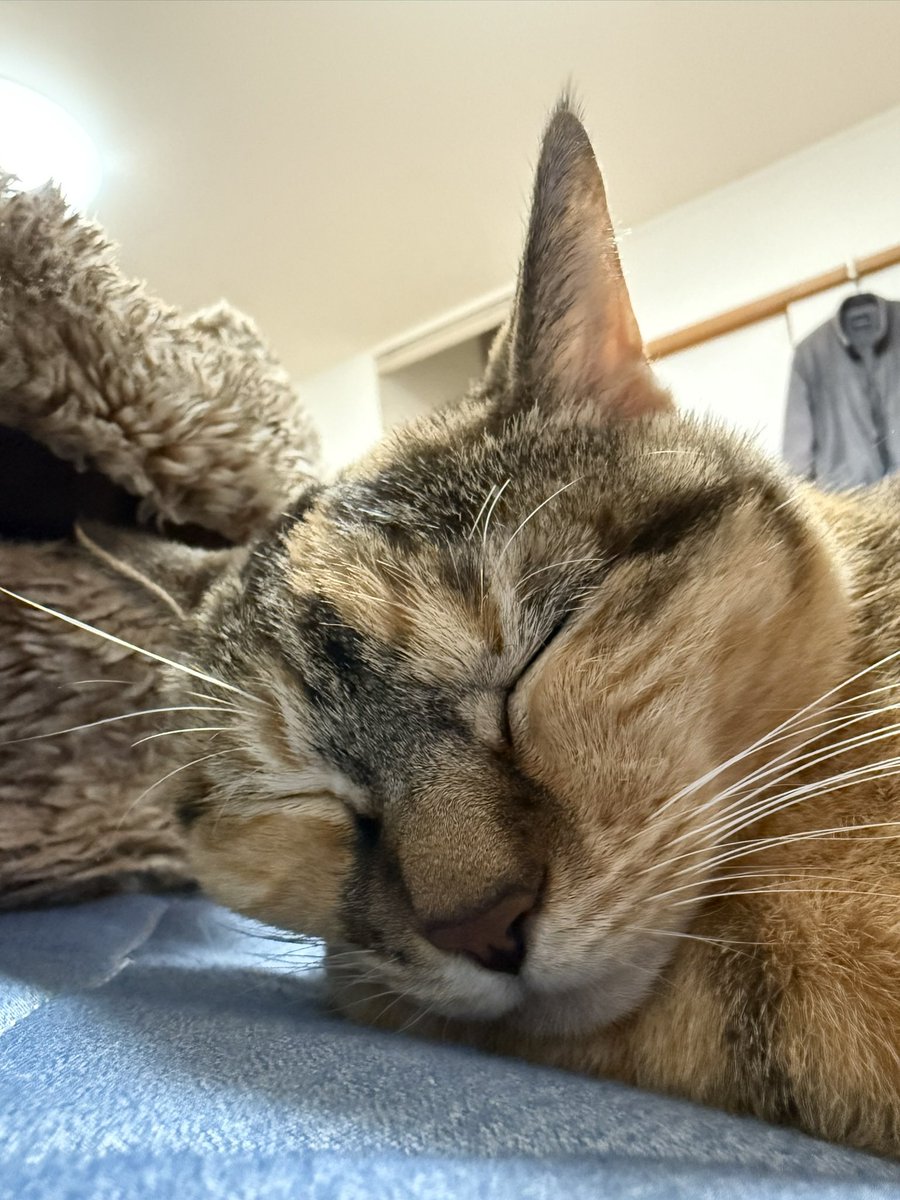 くろみつ (@kimkkCats) / Posts / X