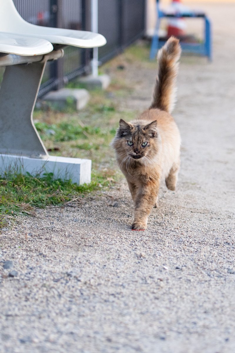 ねこりーさん なおしてあげる！こねこのおいしゃさん チェリー 4979750814242