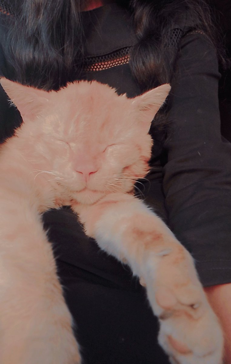 Mah brownieeee🥹🎀❤️