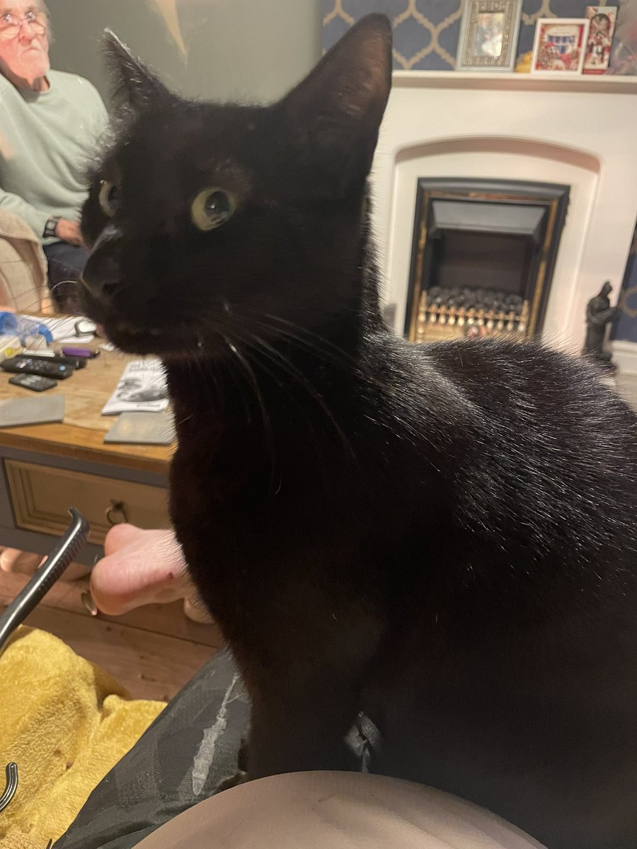I won this week. My flatmates cat who is very wary of people who are not my flatmate decided I was trustworthy and gave me lap cuddles. Best day ever.