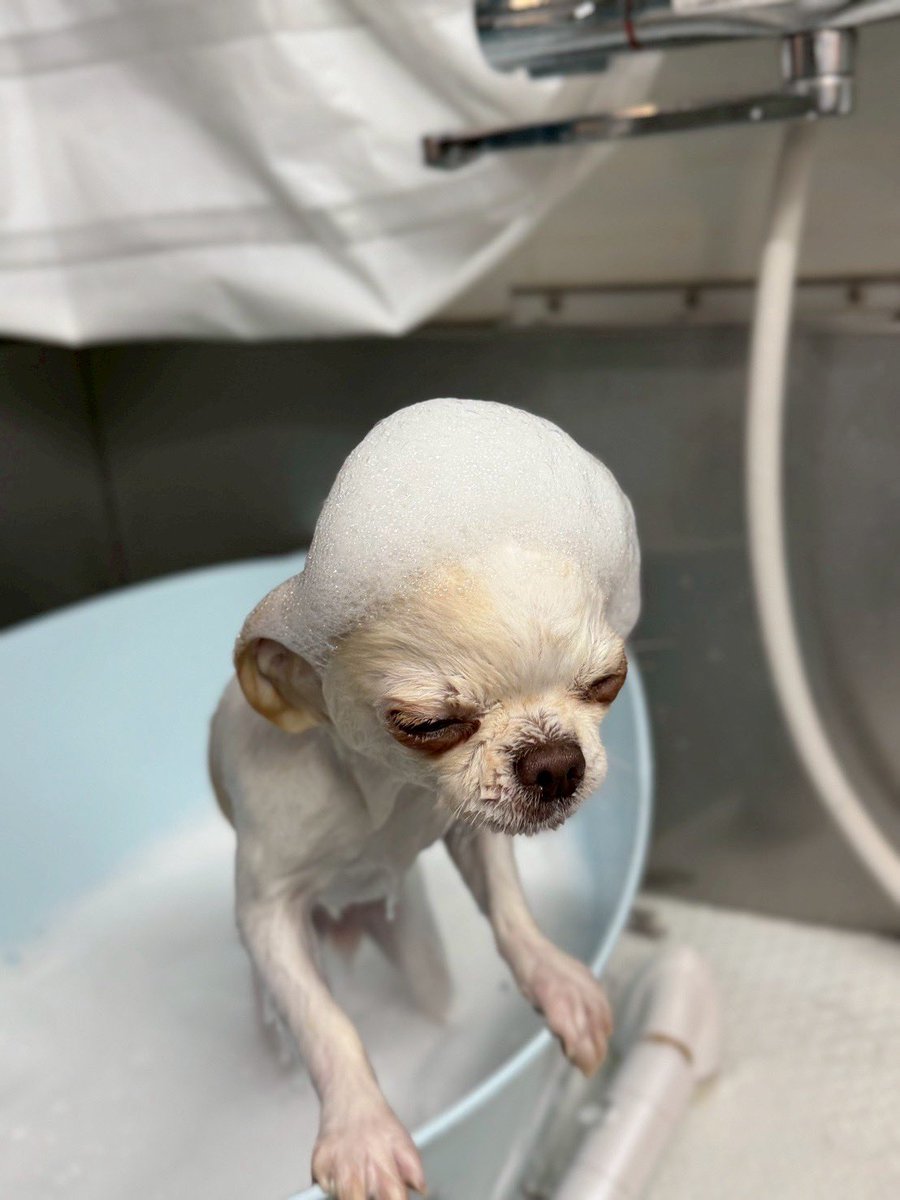 チワワ