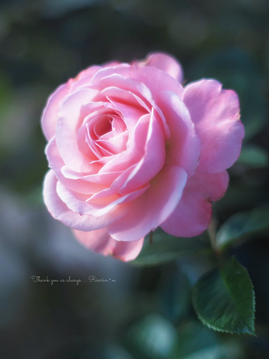 ࣪𓏲ּ 🤍 ₊ ⊹ ˑ ִֶ 𓂃 ᵍ ᵒ ᵒ ᵈ ᵐ ᵒ ʳ ᐢ ⁱ ᐢ ᵍ