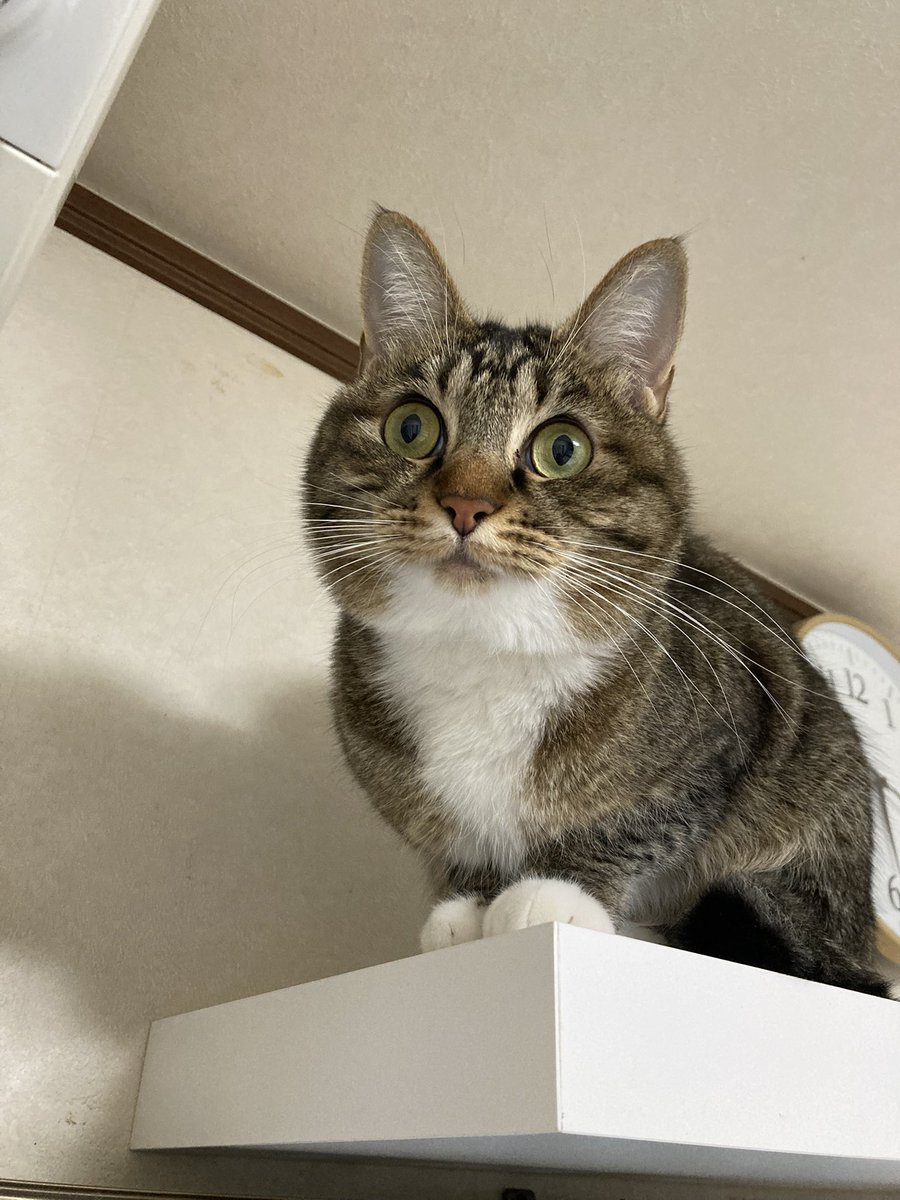 あ～にゃん214315ページ② アゾネット | 商品詳細 | AZO2 ニーハイソックス