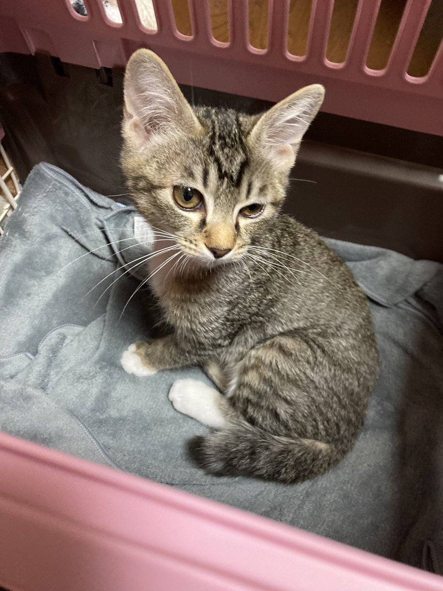 にゃ🐾12/21 南2 A25a (@nyan_co3) / Posts / X