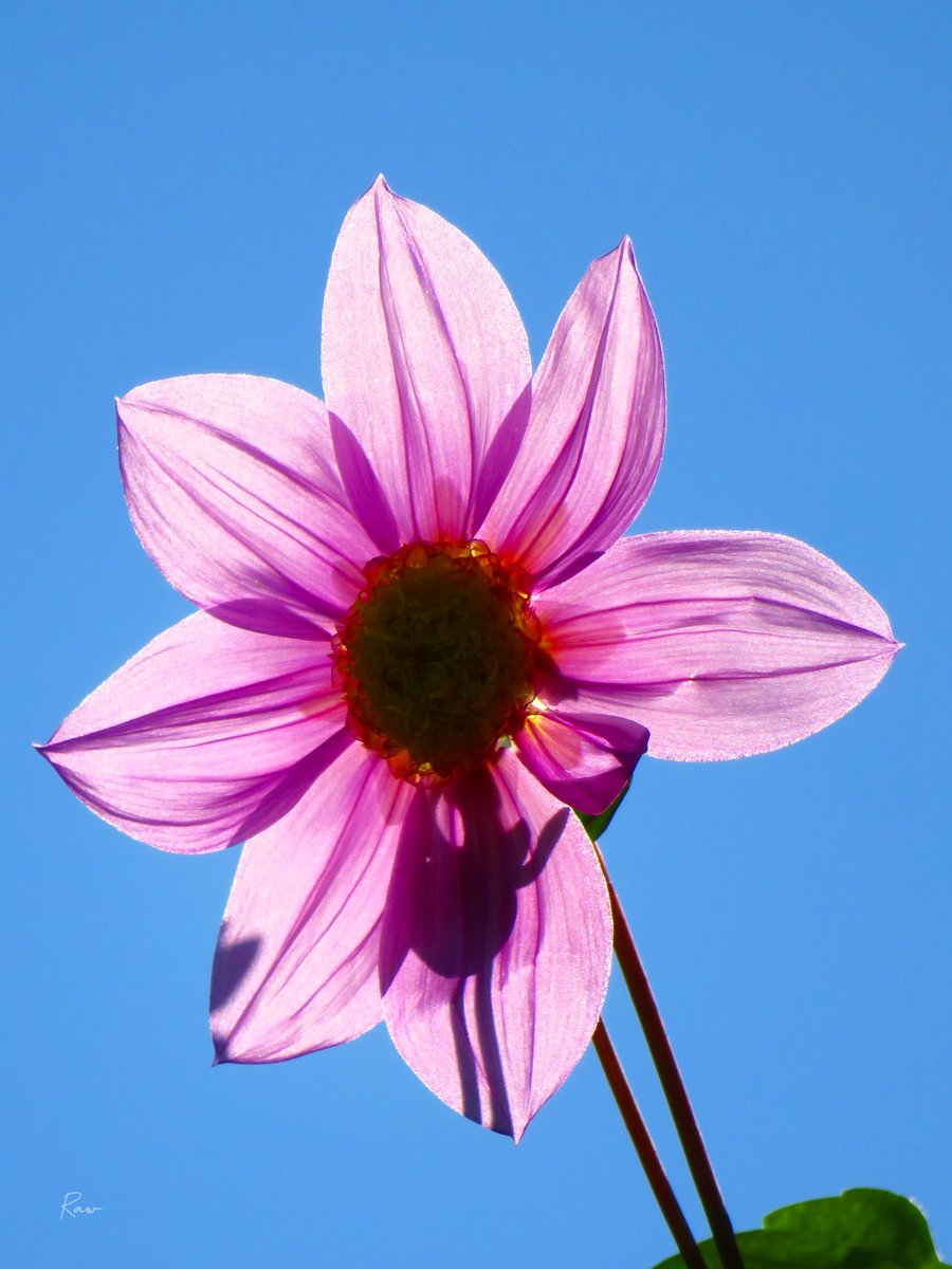 善と悪：自己中心と正義
-
独善という欲望の世界は
自己中な正しさの世界

相手の正義も同じだけあり
自分だけ正しい訳じゃない

ぶつかり合う欲望は
平和じゃなくて争いを生む

正義で傷つけ合う世界より
正義で支え合う世界がいい
-