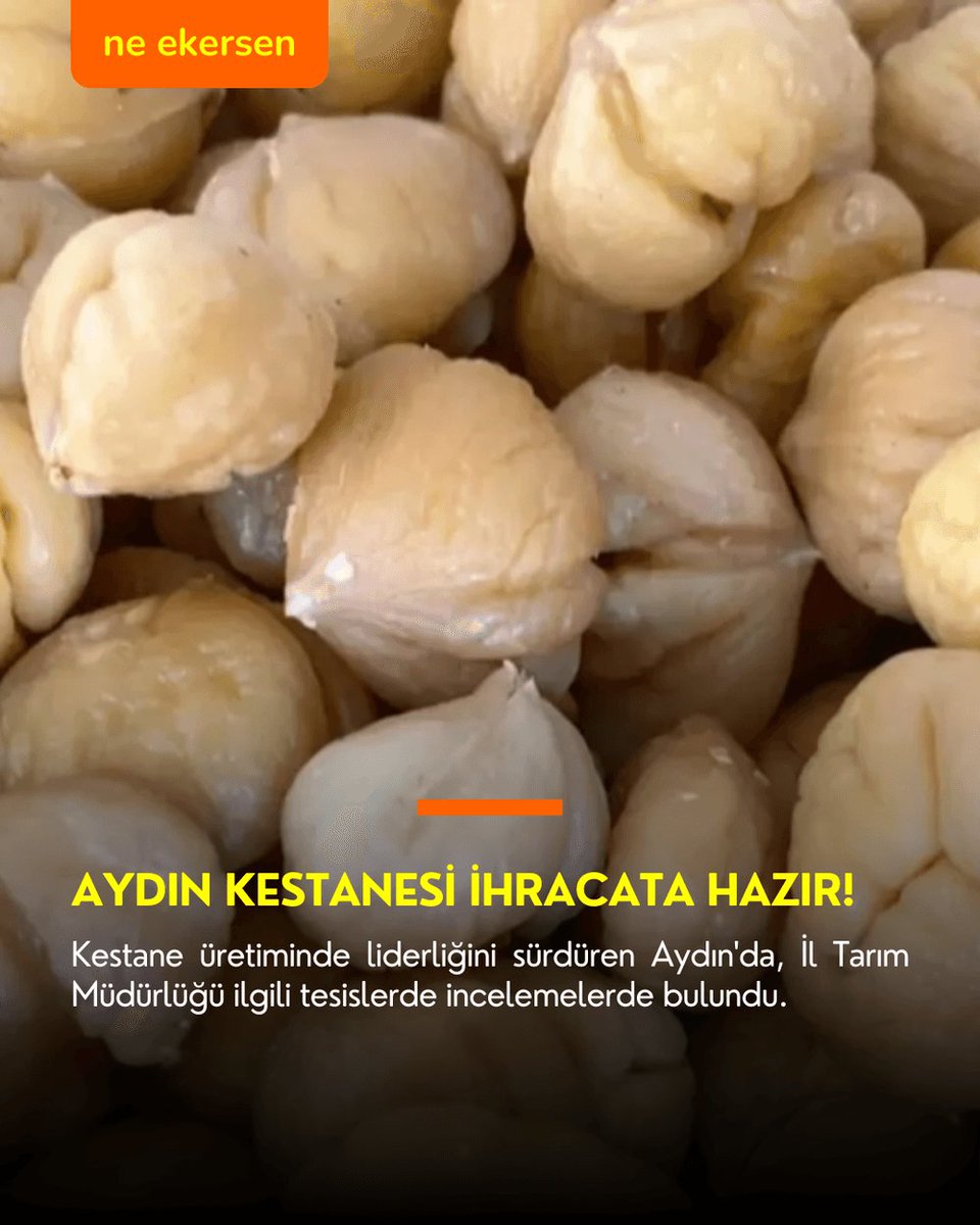 Kestane üretiminde liderliğini sürdüren Aydın'da, İl Tarım Müdürlüğü ilgili tesislerde incelemelerde bulundu.