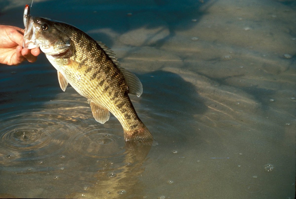 TPWDfish's tweet photo. The official state fish of Texas takes the stage for the 7th day of Fishmas. Typically, Guadalupe bass are found in flowing water and are only in Texas. They do not grow to large size because they are adapted to small streams. #25DaysofFishmas https://t.co/kocaMzJtX2