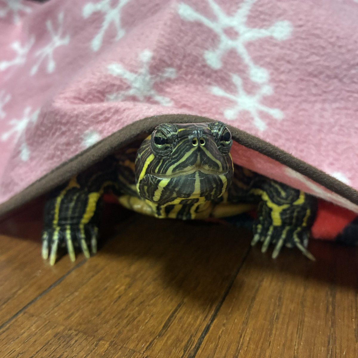 かめきちさん、おはようございます。 今日は早起きだね〜 #かめ #カメ