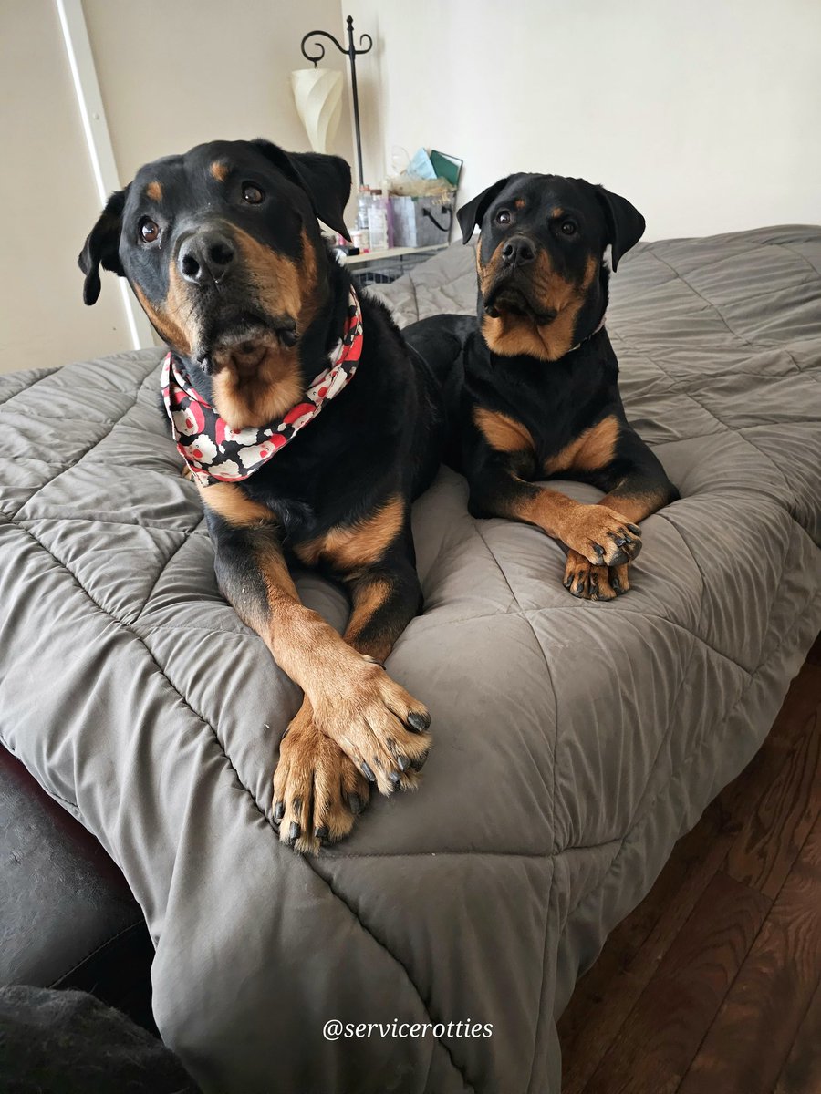 This is me and my big brother Kuno. It was from December of 2023. I was about 14 months old and wanted to be just like him! ♥️
I miss him very much. Now I'm the big sister. Even though Kenji is pesky and bites me now, I hope by next Christmas he adores me like I adored Kuno and