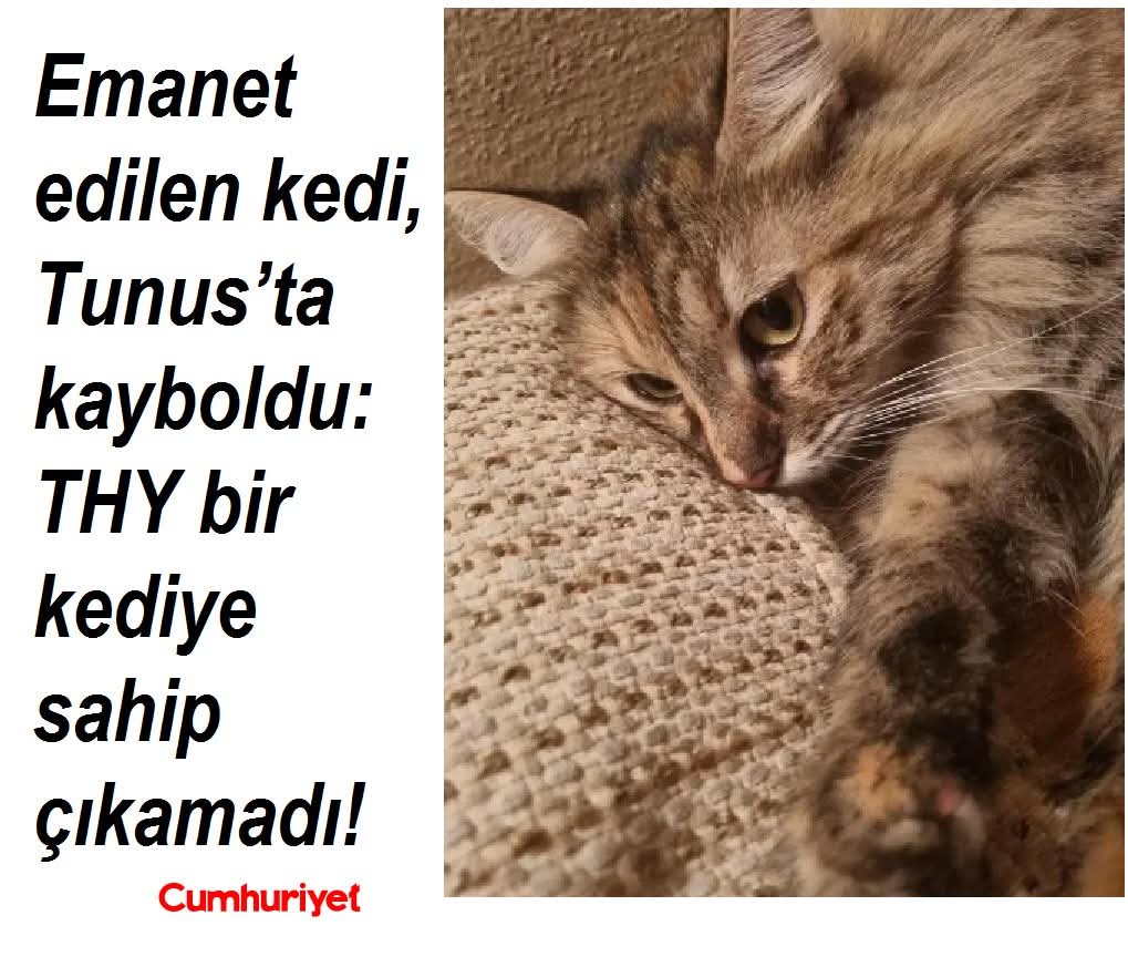 BU KEDİYE NE OLDU <a href="/thydestekhizm/">THY Destek Hizmetleri A.Ş.</a> 

Havacılık tarihi, eşine şimdiye kadar rastlanmamış bir “patili dost”un kayboluş hikayesine tanıklık ediyor. Türkiye’nin Tunus Büyükelçiliği’ndeki görev süresini tamamlayan Diplomat Kemal Uzman ve eşi Esra Uzman, Tunus’tan ülkeye dönüşte uçağın