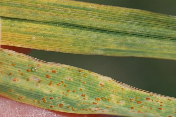 K-State Agronomy tweet media