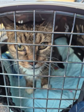 PeterAskin1's tweet image. Animal Manor @AnimalManorSanc did the deed
because dear people they saw the need! 
From NYC ACC to arms warm and kind
Frankie got out of her awful bind!
Pledges now it's time to pay
on this great rescue day!
PayPal: Animal Manor Inc
💞😺👍👏☺️
(Peppermint Patty too)!