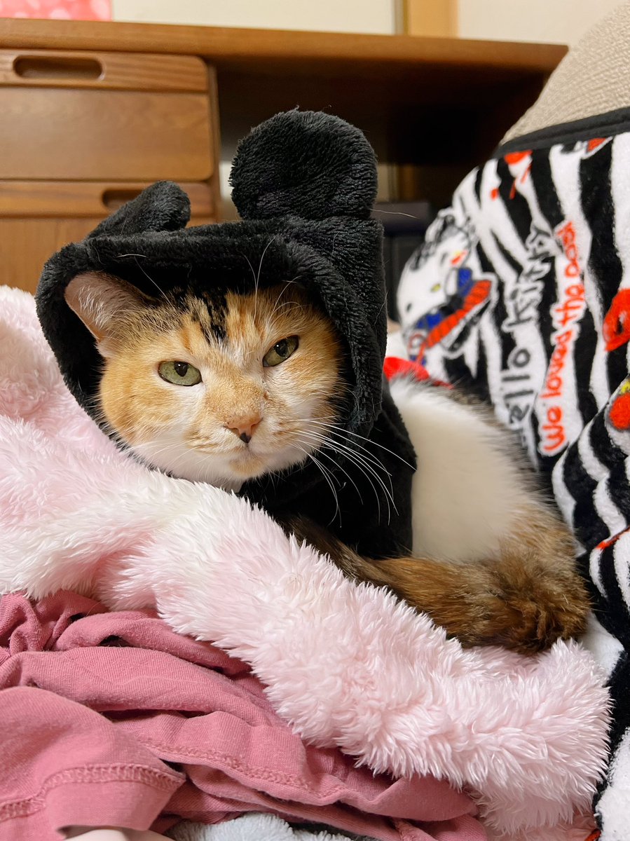 memeちゃん様【らくらくメルカリ便】 Post by あめちゃん🐱 on X: 🐱