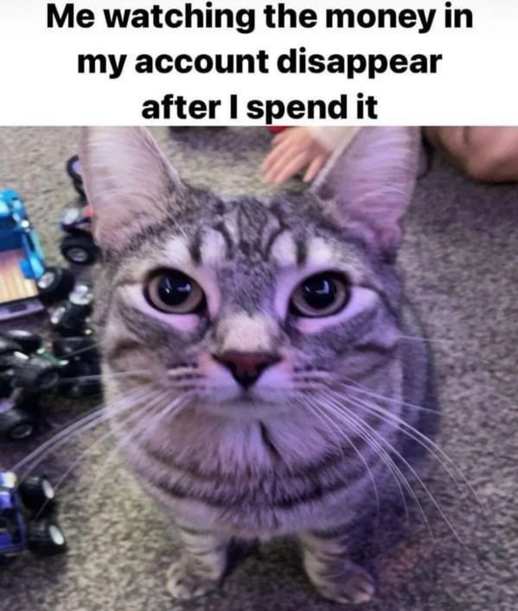 Punch Cat tweet media