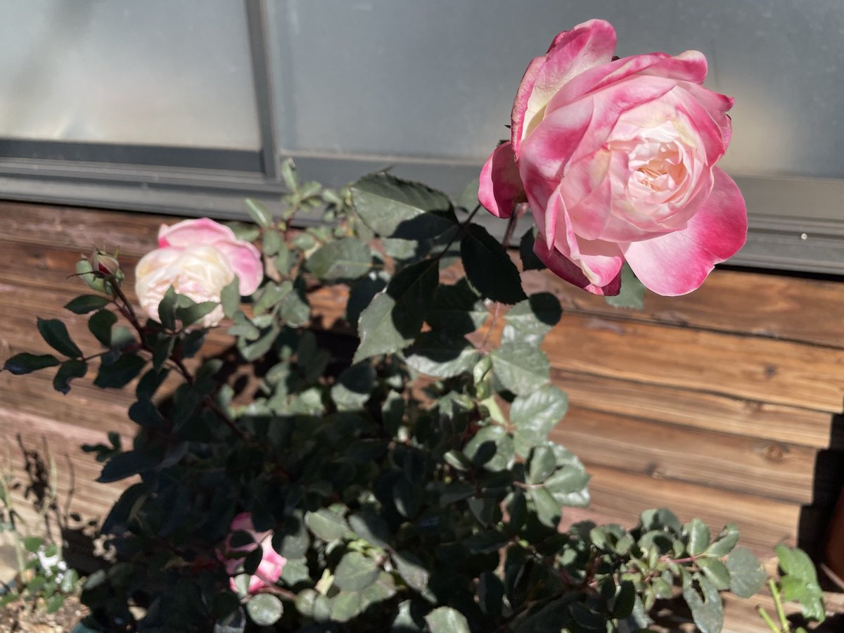 barabara (@kNwhDJeJcX4Mgb1) / Posts / X