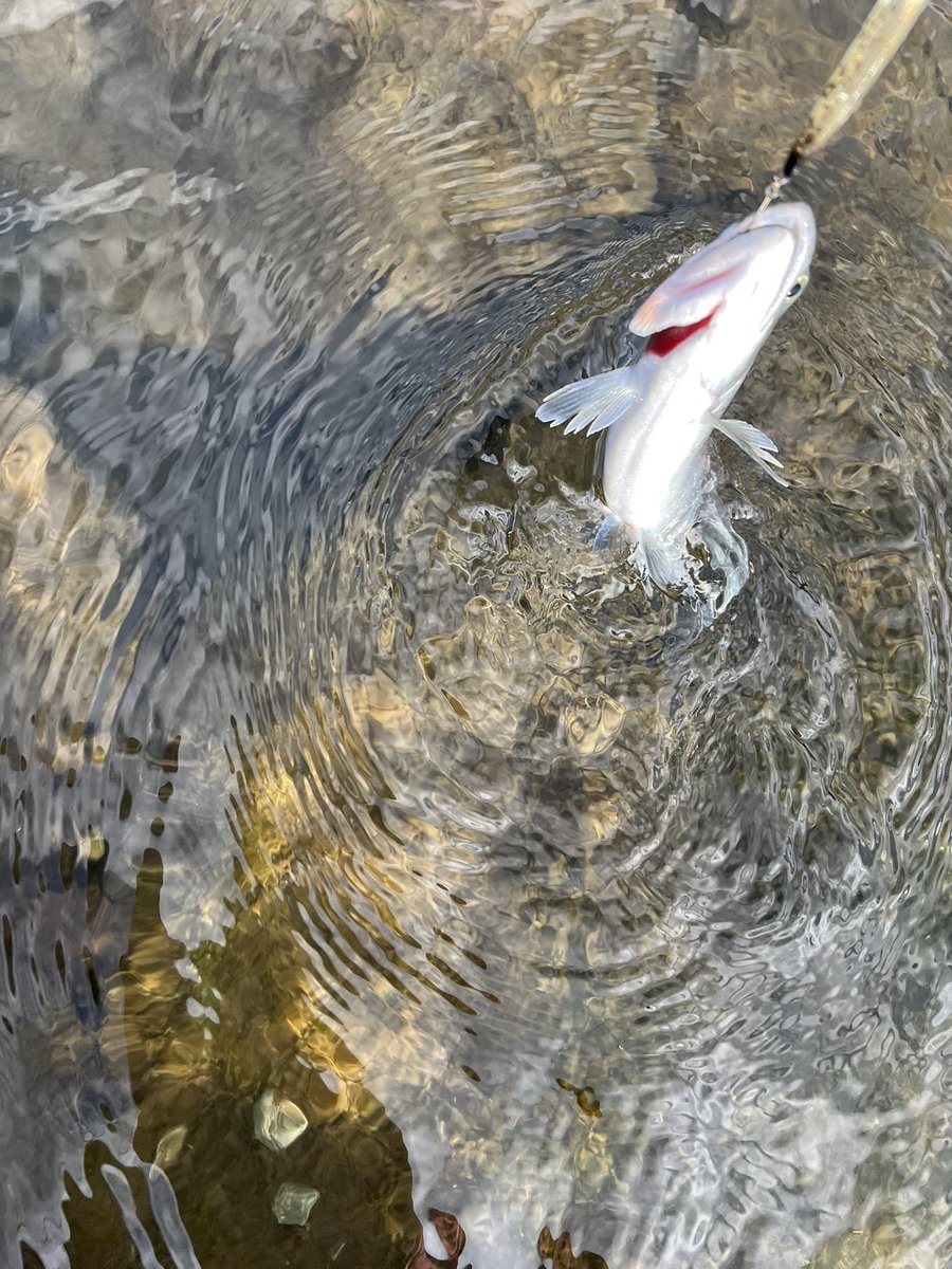 よったん (@yottanntann) / Posts / X