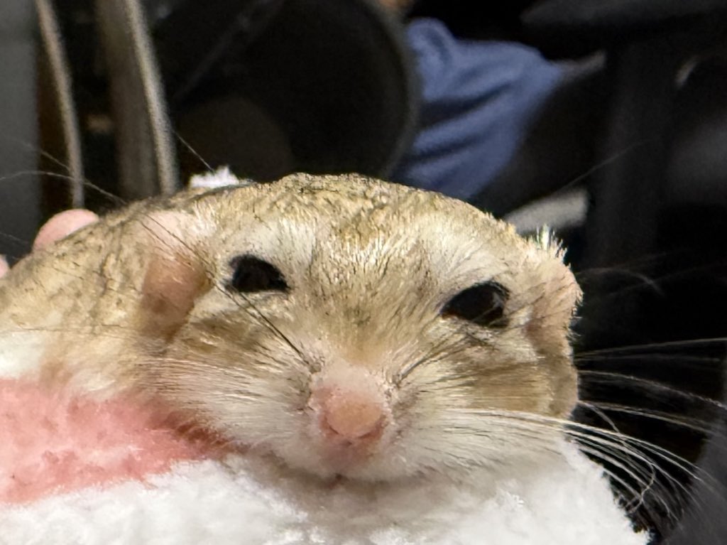 ゆっこ🐭ねずみの雑貨屋CLOVER🍀 (@nezumi3illust) / Posts / X