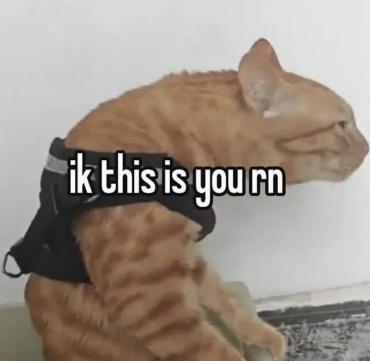 raccoonesthetic's tweet image. 