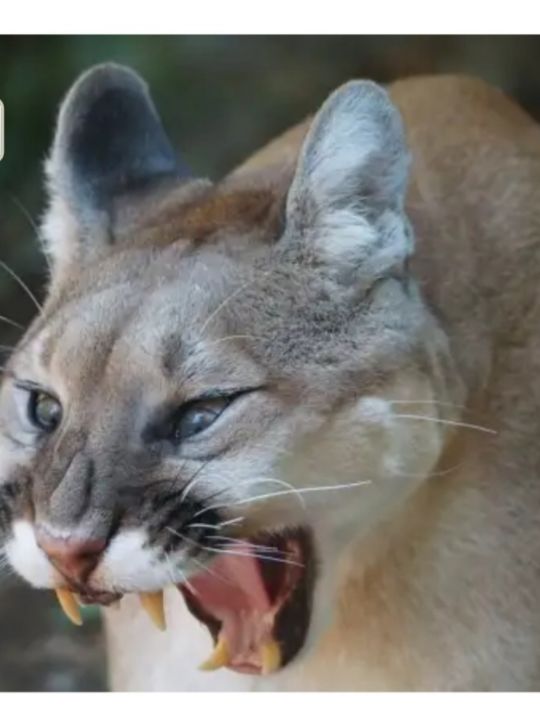 Art of the Day! "Mountain Lion Attack". Buy at: ArtPal.com/Brenniewebb?i=…