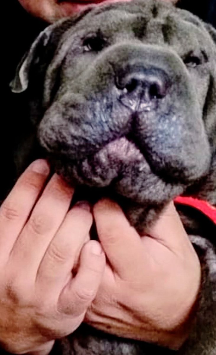 M A N D Y (@riverplate_2020) on Twitter photo 