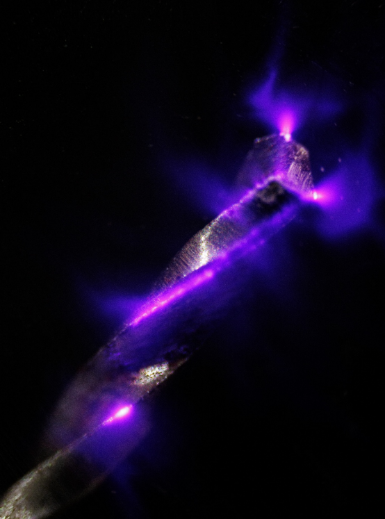 Australian Institute of Physics tweet media