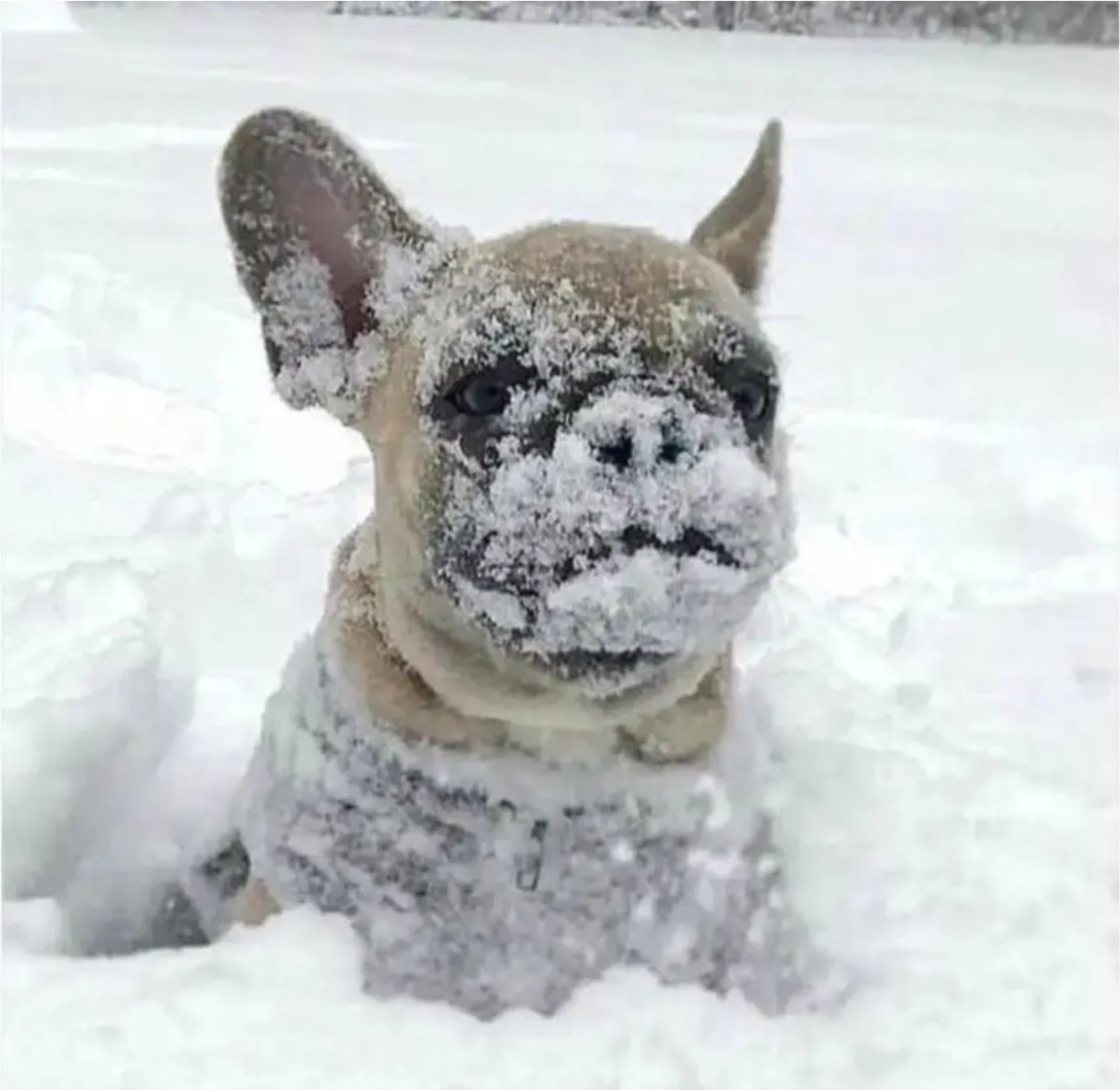 AdoptFrenchie's tweet photo. My little snow explorer ❄️🐾

#SnowFrenchie #WinterPup #FrenchieLife #FrozenButCute
#FrenchBulldog

#PuppyLove

#DogsofX

#FrenchieCommunity https://t.co/BAwTtfHV0B