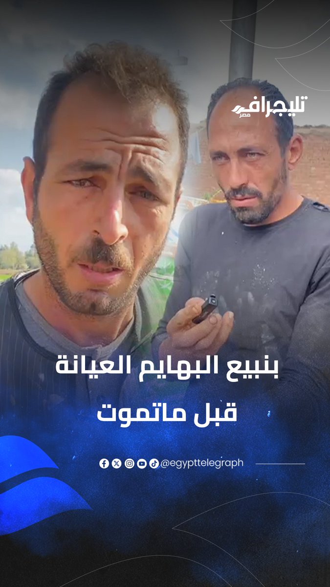 مصيبة.. فلاحين في المنوفية يعترفوا :بنبيع البهايم العيانة قبل ماتموت برخص التراب للجزارين وانتوا بتاكلوها #تليجراف_مصر 