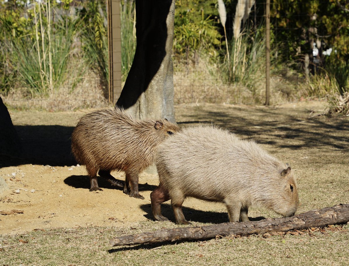 カピバラページ けろけろ (@capyanimal) / Posts / X